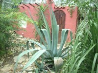 Agave..