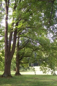 Stromy v zámeckém parku