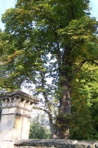 Jeden ze zámeckých stromů