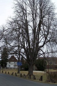 33.Poslední fotka - pohled na zřejmě nejstarší strom v Máchových sadech