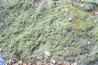 33.Zachovalé otisky sladkovodních mlžu na kameni u skalního masivu
