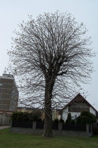 3.Nádherně tvarovaná koruna stromu...