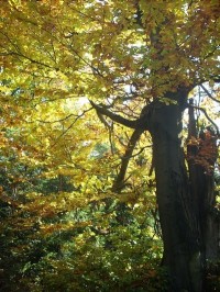 4.Začíná podzim - listí pomalu žloutne...