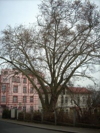 4.Památný strom platanu