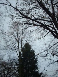 16.Pohled do korun stromů - připomíná mě krajkoví..