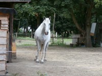 26.Okolo ohrady s koňmi - přišel se na mě blíž podívat...