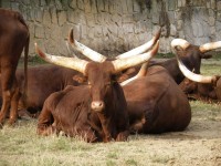 ZOO Dvůr Králové nad Labem