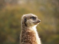 ZOO Dvůr Králové nad Labem (nic mi neunikne)