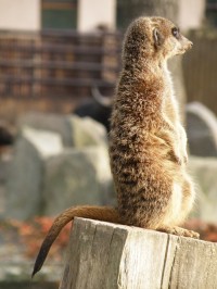 ZOO Dvůr Králové nad Labem (ve střehu)