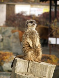 ZOO Dvůr Králové nad Labem (na vyhlídce)