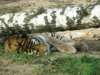 ZOO Dvůr Králové nad Labem (pod břízkou a za sklem)