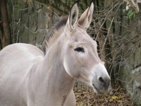 ZOO Dvůr Králové nad Labem