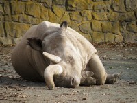 ZOO Dvůr Králové nad Labem (siesta)