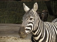 ZOO Dvůr Králové nad Labem