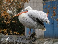 ZOO Dvůr Králové nad Labem