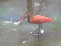 ZOO Dvůr Králové nad Labem