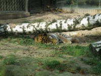 ZOO Dvůr Králové nad Labem (pod břízkou)