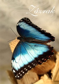 Motýl Morpho Peleides