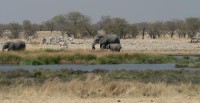 Etosha NP, u napajedla