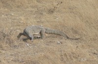 Etosha NP, varan stepní