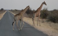 Etosha NP, žirafy mají přednost