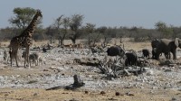 Etosha NP, u napajedla