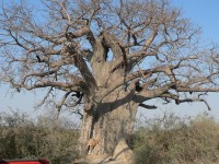 tisíciletý baobab v Mahango GR