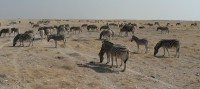 Etosha NP