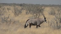 Etosha NP, přímorožec Oryx