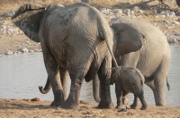 Etosha NP, sloní rodinka