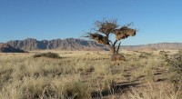 v poušti Namib