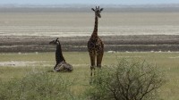 NP Lake Manyara