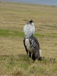 kráter Ngorongoro