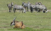 kráter Ngorongoro, antilopa losí a zebry