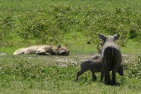 kráter Ngorongoro, prasata bradavičnatá pozorují hyenu