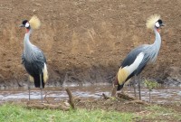 kráter Ngorongoro