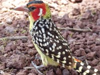 NP Lake Manyara, vousák červenožlutý