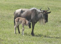 kráter Ngorongoro,pakůň žíhaný