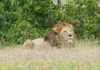 kráter Ngorongoro