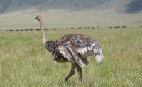 kráter Ngorongoro