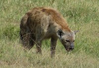 kráter Ngorongoro