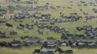 Serengeti, velká migrace pakoňů a zeber