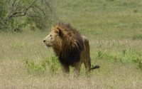 kráter Ngorongoro