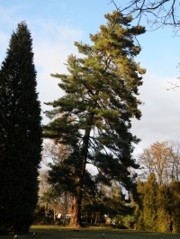 vstup do zámku hlídá pohádková borovice
