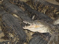 ....a ten se jmenuje Pepa  :o)