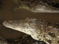 ....a to je Emil...   :o)