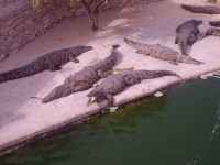 krokodýlí farma