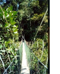 NP Taman Negara  - Canopy Walkway