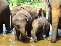 Sloní sirotčinec v Pinnawala