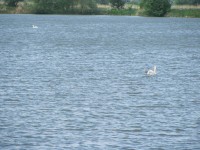 Pohled na rybník a labutěmi